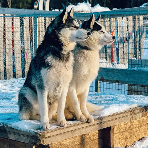 Aurora Artic - álbum 05