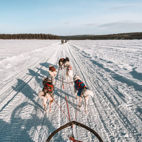 Aurora Artic - álbum 08