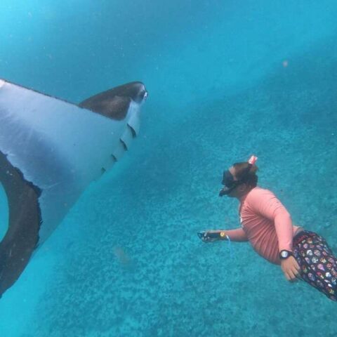 indonesia-manta-point
