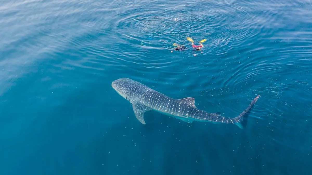 indonesia-tubarao-baleia Indonésia | Bali 2 Komodo Challenge 2027 | 15 a 26/09 - Imagem 7