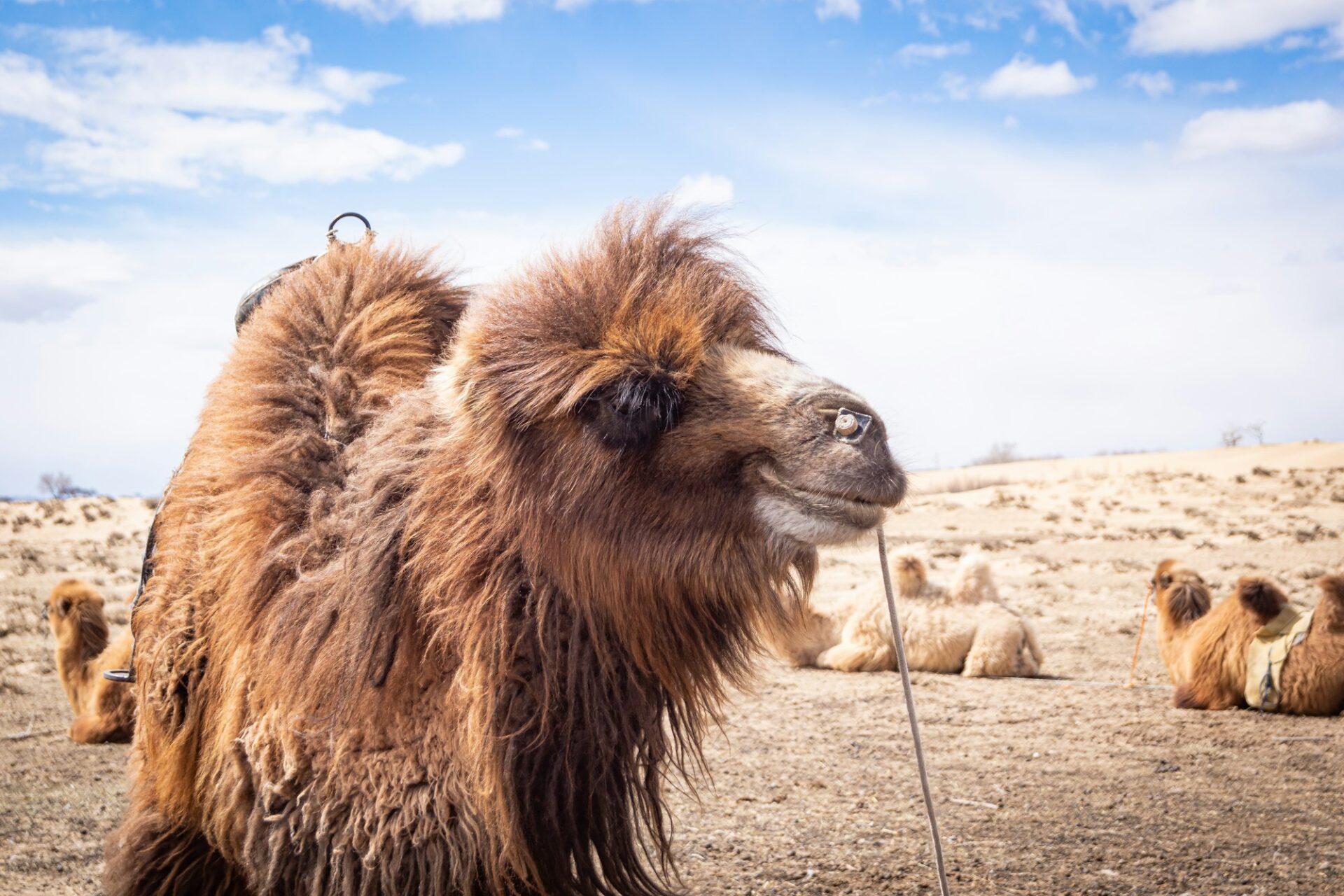 Gobi — camelo no meio do deserto Gobi — camelo no meio do deserto