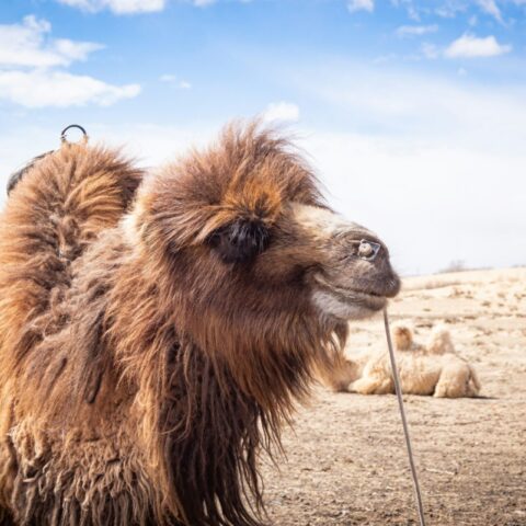 Gobi — camelo no meio do deserto