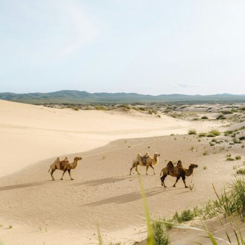 Gobi — camelos bactrianos nas dunas de Khongoryn Els