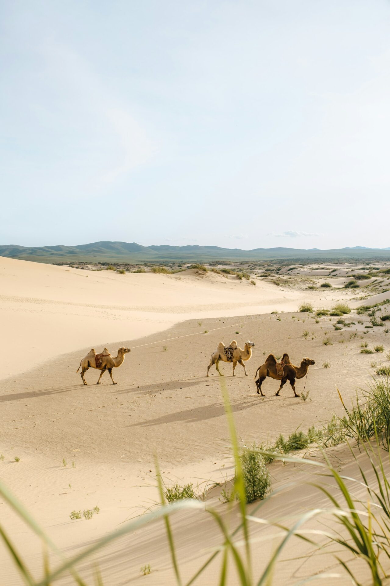 Gobi — camelos bactrianos nas dunas de Khongoryn Els
