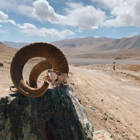 Pamir — chifres de carneiro de Marco Polo na beira da estrada