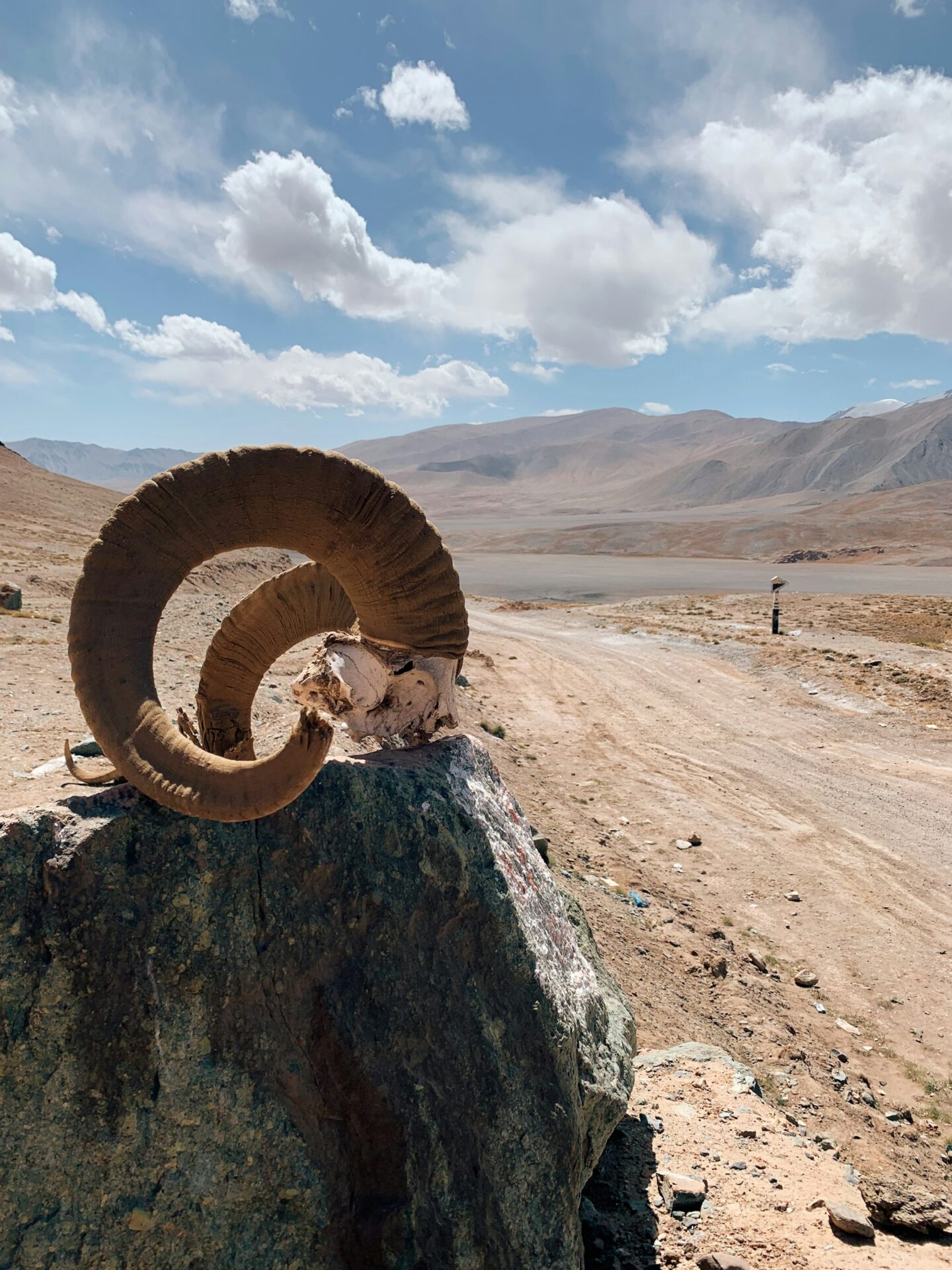 Pamir — chifres de carneiro de Marco Polo na beira da estrada Pamir — chifres de carneiro de Marco Polo na beira da estrada
