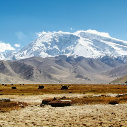 Pamir — yaks pastando diante das montanhas nevadas