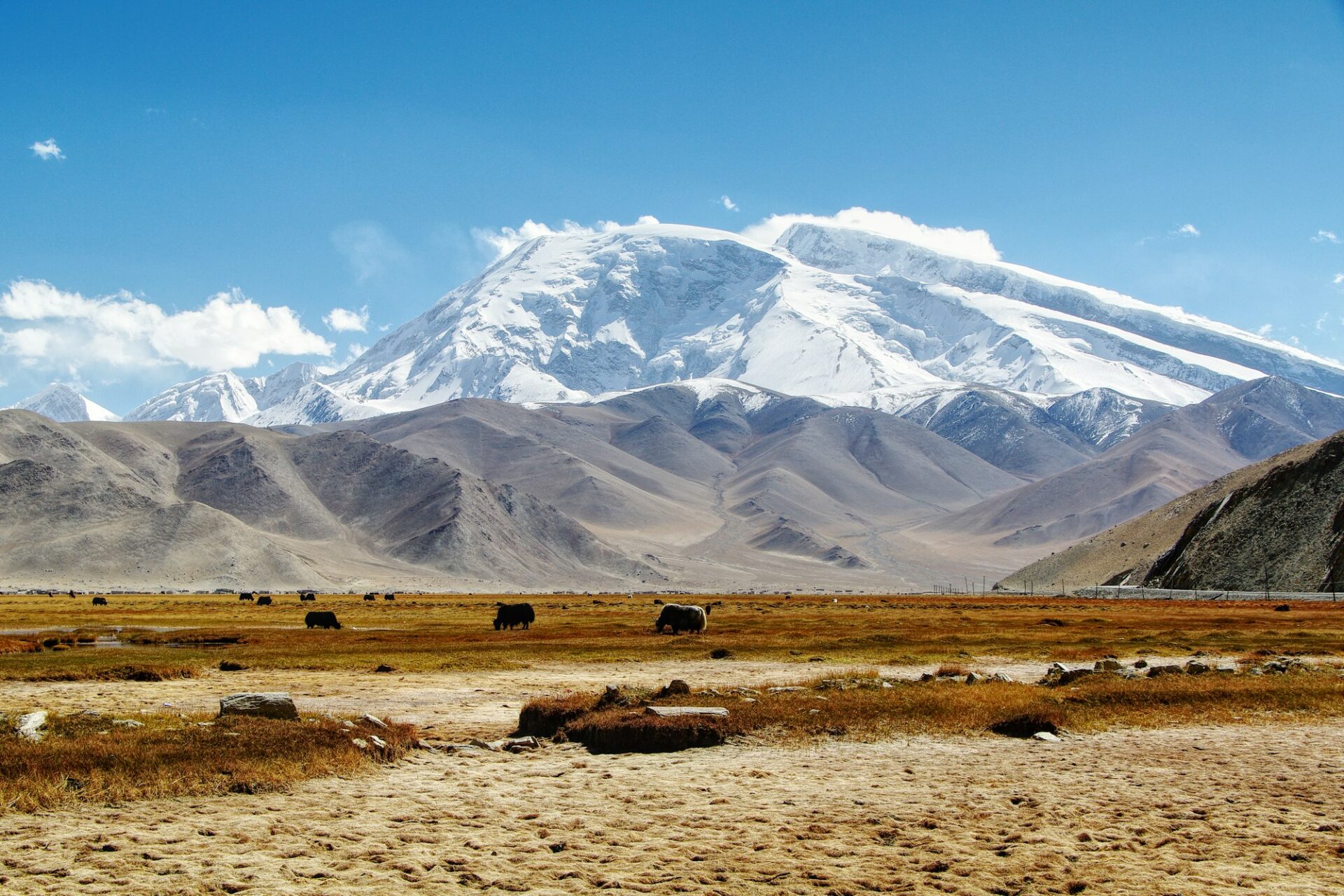 Pamir — yaks pastando diante das montanhas nevadas Pamir — yaks pastando diante das montanhas nevadas