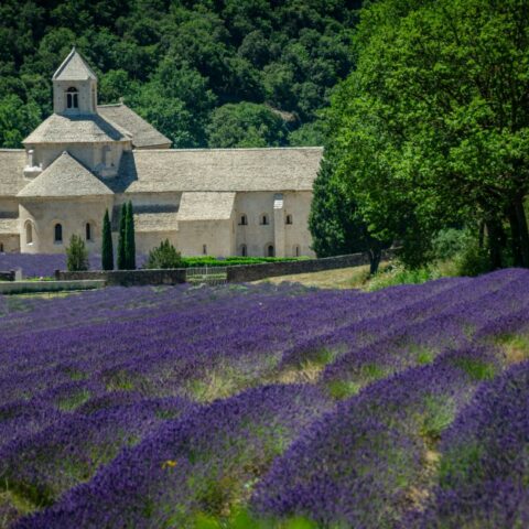 Provence — abadia de Sénanque entre os campos de lavanda