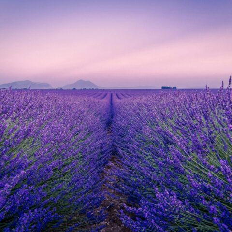 Provence — lavanda em flor no planalto de Valensole