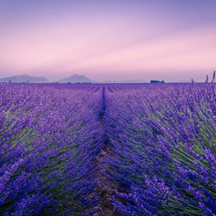 Provence — lavanda em flor no planalto de Valensole
