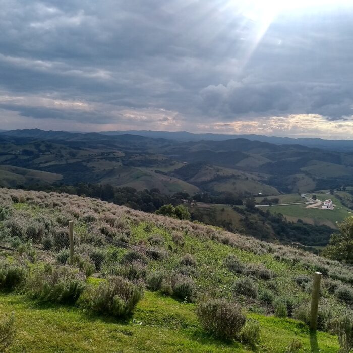 Campo de lavanda no Lavandário de Cunha, com as montanhas da Serra da Bocaina ao fundo